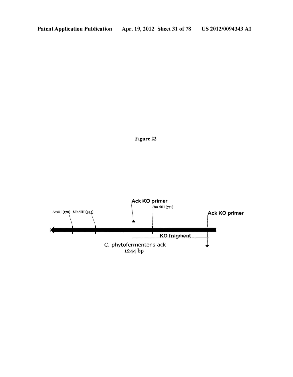 Gene Knockout Mesophilic and Thermophilic Organisms, and Methods of Use     Thereof - diagram, schematic, and image 32