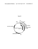 Gene Knockout Mesophilic and Thermophilic Organisms, and Methods of Use     Thereof diagram and image