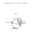 Gene Knockout Mesophilic and Thermophilic Organisms, and Methods of Use     Thereof diagram and image