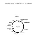 Gene Knockout Mesophilic and Thermophilic Organisms, and Methods of Use     Thereof diagram and image