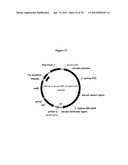 Gene Knockout Mesophilic and Thermophilic Organisms, and Methods of Use     Thereof diagram and image