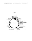 Gene Knockout Mesophilic and Thermophilic Organisms, and Methods of Use     Thereof diagram and image