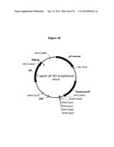 Gene Knockout Mesophilic and Thermophilic Organisms, and Methods of Use     Thereof diagram and image