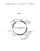 Gene Knockout Mesophilic and Thermophilic Organisms, and Methods of Use     Thereof diagram and image