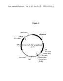 Gene Knockout Mesophilic and Thermophilic Organisms, and Methods of Use     Thereof diagram and image