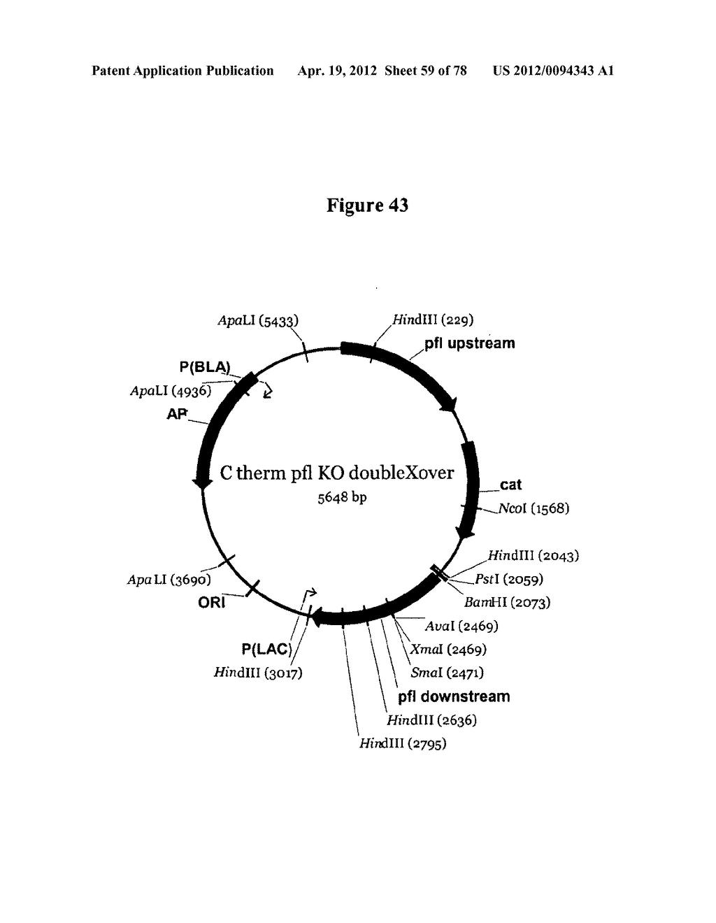 Gene Knockout Mesophilic and Thermophilic Organisms, and Methods of Use     Thereof - diagram, schematic, and image 60