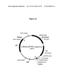 Gene Knockout Mesophilic and Thermophilic Organisms, and Methods of Use     Thereof diagram and image