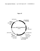 Gene Knockout Mesophilic and Thermophilic Organisms, and Methods of Use     Thereof diagram and image