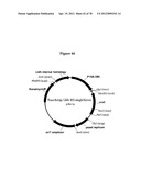 Gene Knockout Mesophilic and Thermophilic Organisms, and Methods of Use     Thereof diagram and image