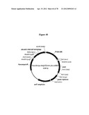 Gene Knockout Mesophilic and Thermophilic Organisms, and Methods of Use     Thereof diagram and image