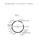 Gene Knockout Mesophilic and Thermophilic Organisms, and Methods of Use     Thereof diagram and image