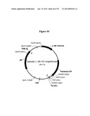 Gene Knockout Mesophilic and Thermophilic Organisms, and Methods of Use     Thereof diagram and image