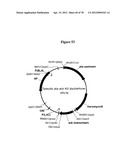 Gene Knockout Mesophilic and Thermophilic Organisms, and Methods of Use     Thereof diagram and image