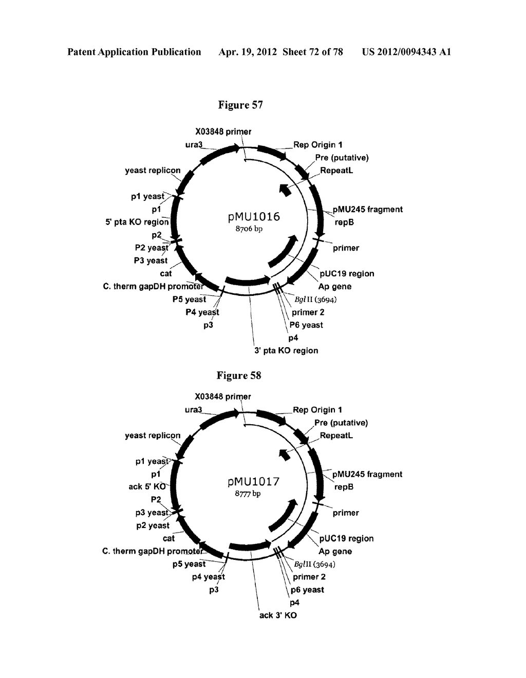 Gene Knockout Mesophilic and Thermophilic Organisms, and Methods of Use     Thereof - diagram, schematic, and image 73