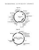 Gene Knockout Mesophilic and Thermophilic Organisms, and Methods of Use     Thereof diagram and image