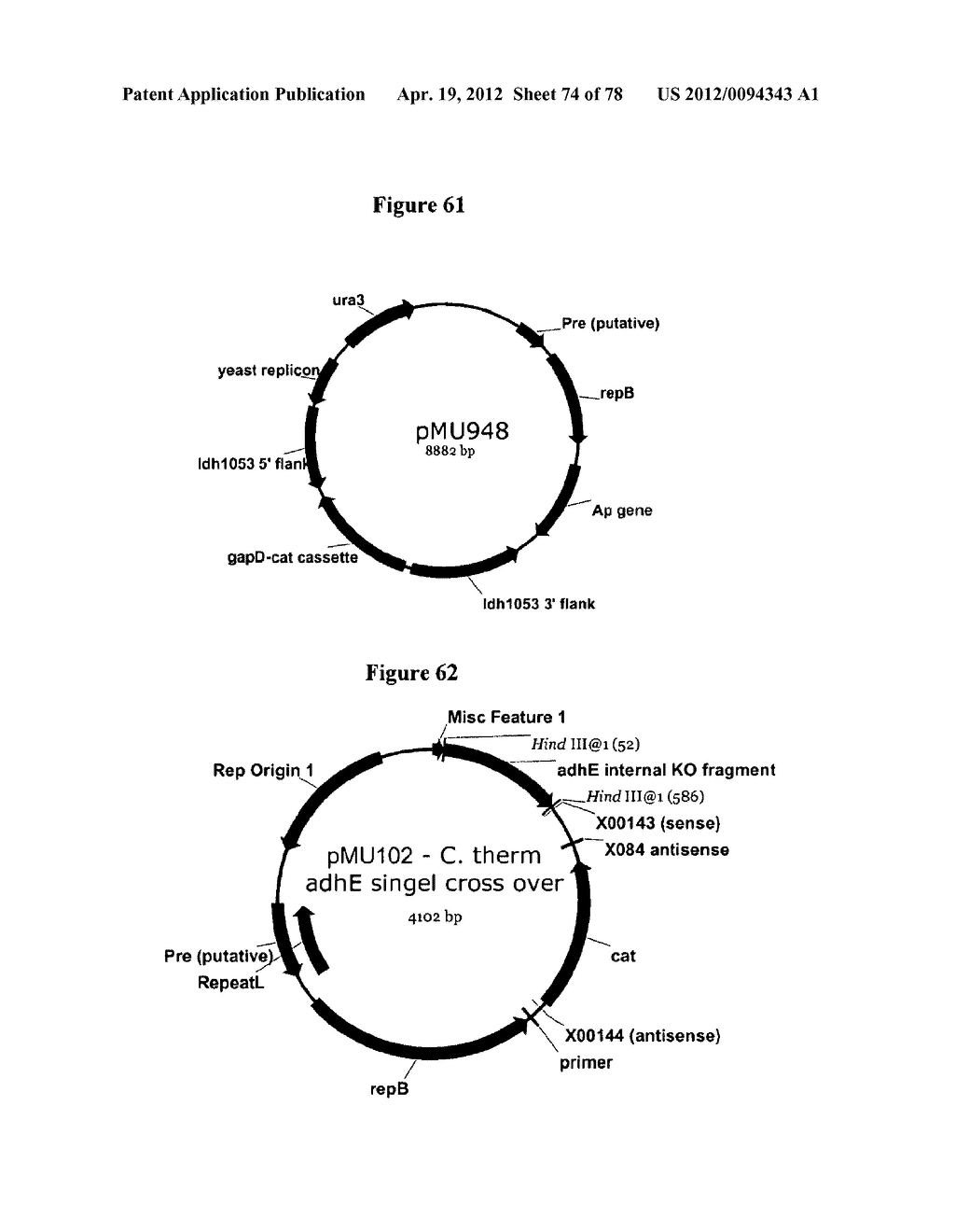 Gene Knockout Mesophilic and Thermophilic Organisms, and Methods of Use     Thereof - diagram, schematic, and image 75