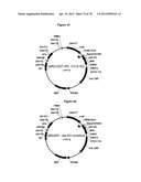 Gene Knockout Mesophilic and Thermophilic Organisms, and Methods of Use     Thereof diagram and image