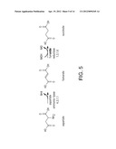 COMPOSITIONS AND METHODS FOR THE BIOSYNTHESIS OF 1,4-BUTANEDIOL AND ITS     PRECURSORS diagram and image