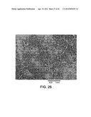 PROCESSING BIOMASS diagram and image