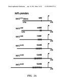 ENHANCED ENGINEERED NATIVE PROMOTERS AND USES THEREOF diagram and image