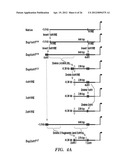 ENHANCED ENGINEERED NATIVE PROMOTERS AND USES THEREOF diagram and image