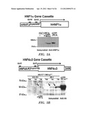 ENHANCED ENGINEERED NATIVE PROMOTERS AND USES THEREOF diagram and image