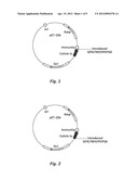 NUCLEIC ACIDS ENCODING FOR ANTIFUNGAL BIFUNCTIONAL MOLECULES FOR TREATING     FUNGAL INFECTION diagram and image