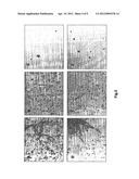 NUCLEIC ACIDS ENCODING FOR ANTIFUNGAL BIFUNCTIONAL MOLECULES FOR TREATING     FUNGAL INFECTION diagram and image