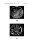 NUCLEIC ACIDS ENCODING FOR ANTIFUNGAL BIFUNCTIONAL MOLECULES FOR TREATING     FUNGAL INFECTION diagram and image