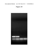 ENGINEERING SALT TOLERANCE IN PHOTOSYNTHETIC MICROORGANISMS diagram and image