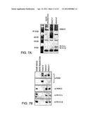 CLASS II HUMAN HISTONE DEACETYLASES, AND USES RELATED THERETO diagram and image