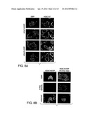 CLASS II HUMAN HISTONE DEACETYLASES, AND USES RELATED THERETO diagram and image