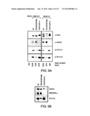 CLASS II HUMAN HISTONE DEACETYLASES, AND USES RELATED THERETO diagram and image