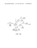 CLASS II HUMAN HISTONE DEACETYLASES, AND USES RELATED THERETO diagram and image