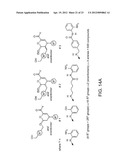 CLASS II HUMAN HISTONE DEACETYLASES, AND USES RELATED THERETO diagram and image