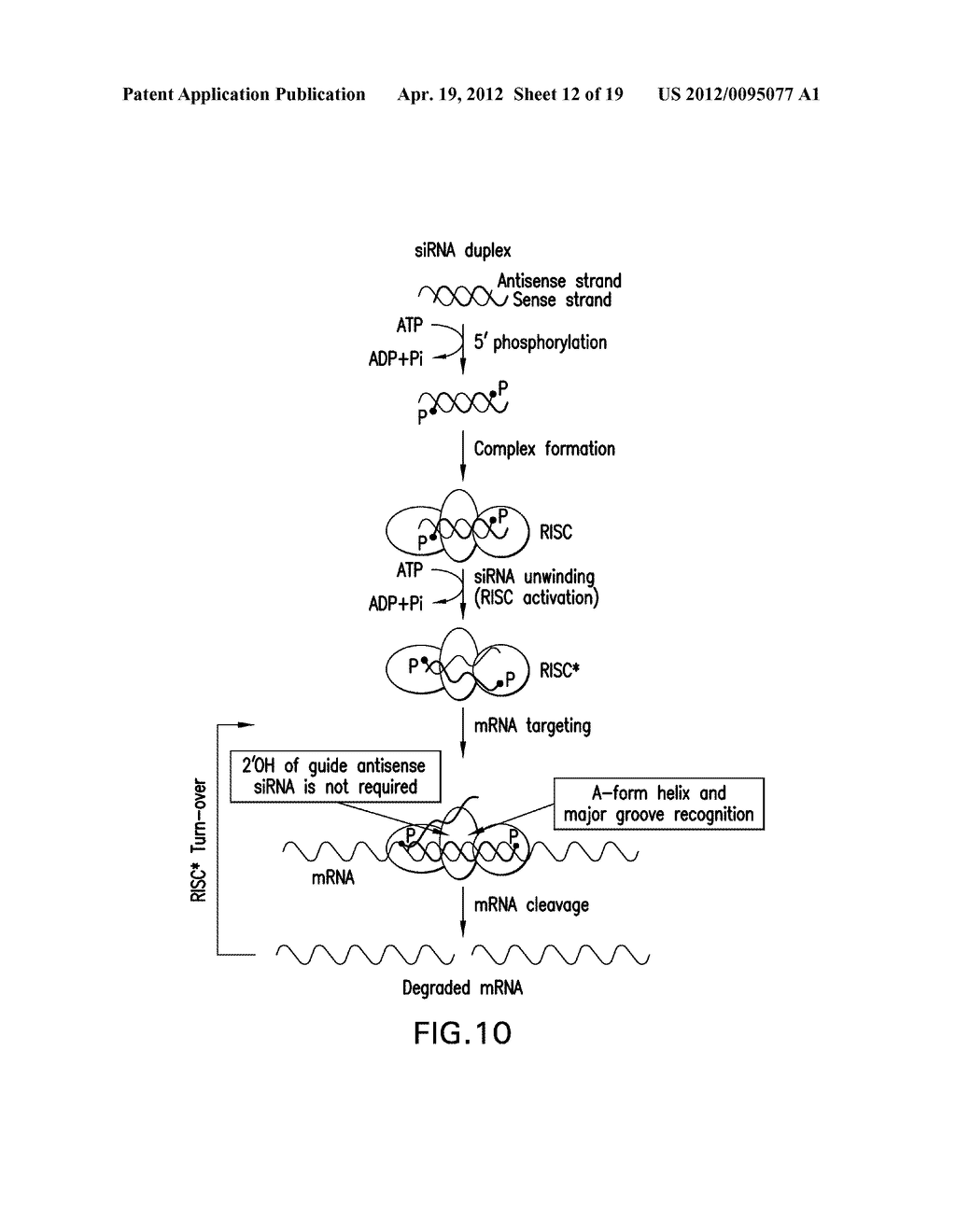 METHODS AND COMPOSITIONS RELATED TO MODIFIED GUANINE BASES FOR CONTROLLING     OFF-TARGET EFFECTS IN RNA INTERFERENCE - diagram, schematic, and image 13