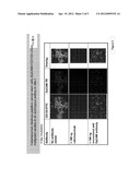 USE OF TRIFUNCTIONAL BISPECIFIC ANTIBODIES FOR THE TREATMENT OF TUMORS     ASSOCIATED WITH THE CD133+/EPCAM+ CANCER STEM CELLS diagram and image