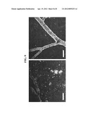 THIOFLAVIN DERIVATES FOR USE IN THE ANTEMORTEM DIAGNOSIS OF ALZHEIMER S     DISEASE AND IN VIVO IMAGING AND PREVENTION OF AMYLOID DEPOSITION diagram and image