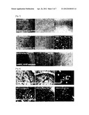 IN SITU FORMING HYDROGEL AND BIOMEDICAL USE THEREOF diagram and image