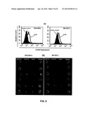 ANTI-CCL25 AND ANTI-CCR9 ANTIBODIES FOR THE PREVENTION AND TREATMENT OF     CANCER AND CANCER CELL MIGRATION diagram and image