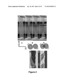 Fabrication of Biscrolled Fiber Using Carbon Nanotube Sheet diagram and image