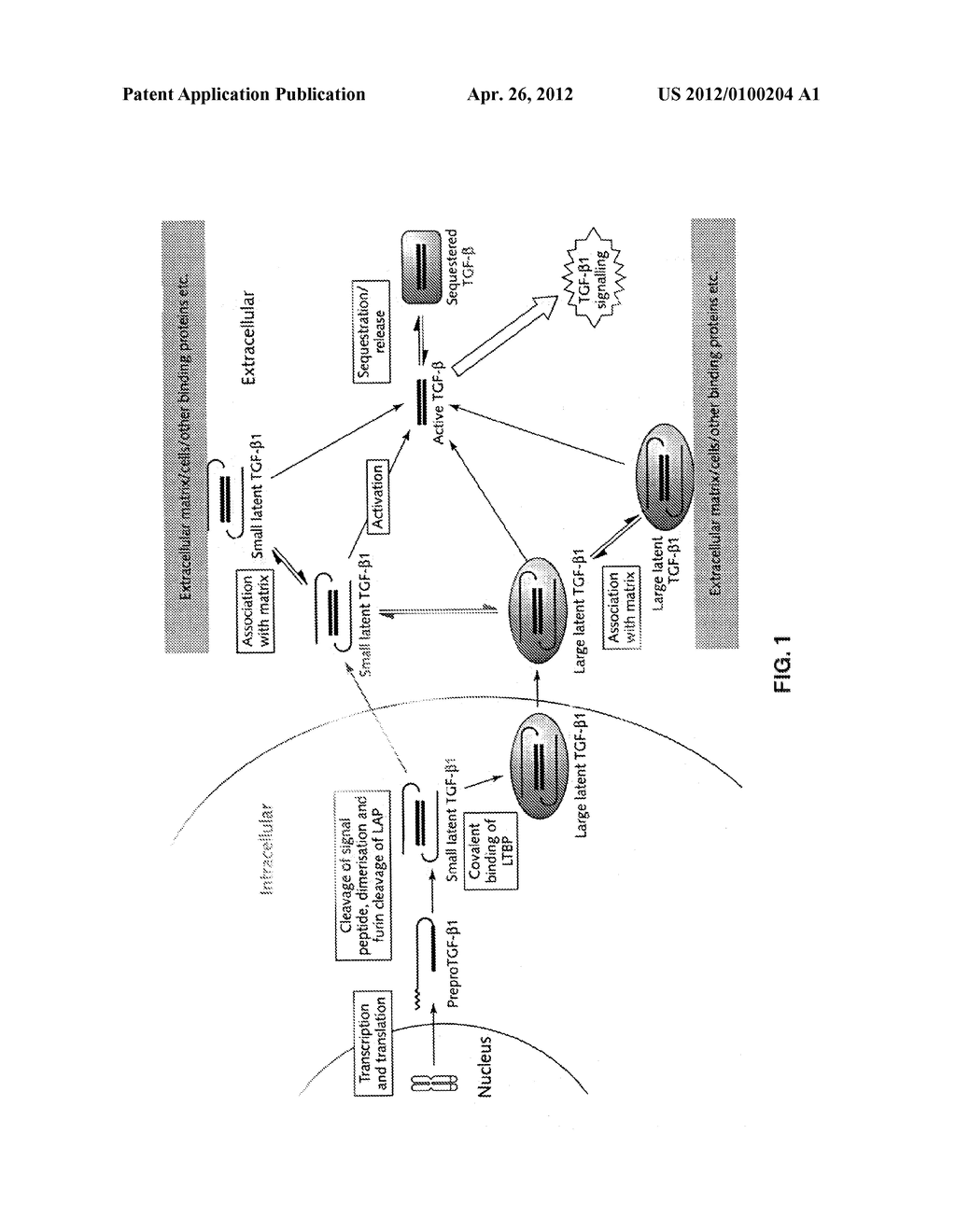 TGF-Beta Stimulating Agent Compositions and Combinations - diagram, schematic, and image 02