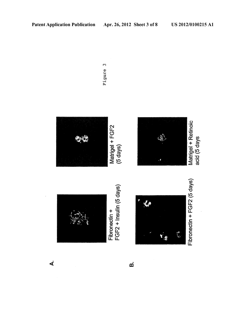 MULLER STEM CELLS - diagram, schematic, and image 04