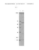 MALTOTRIOSYL TRANSFERASE, PROCESS FOR PRODUCTION THEREOF, AND USE THEREOF diagram and image