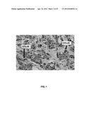 DETECTING CANCER WITH ANTI-CCL25 AND ANTI-CCR9 ANTIBODIES diagram and image