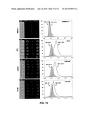 DETECTING CANCER WITH ANTI-CCL25 AND ANTI-CCR9 ANTIBODIES diagram and image