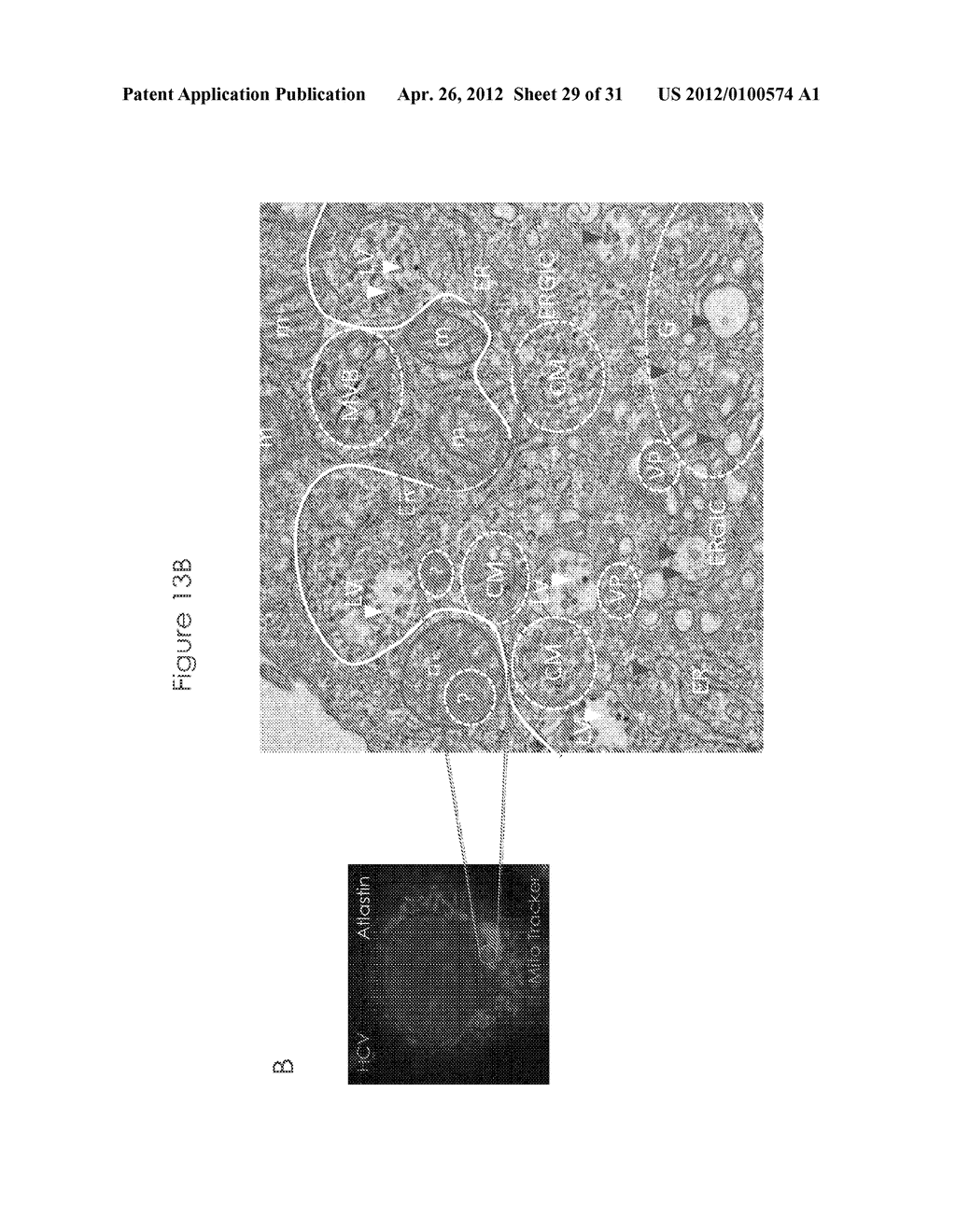 FLAVIVIRUS-BASED SYSTEM FOR PRODUCTION OF HEPATITIS C VIRUS (HCV) - diagram, schematic, and image 30