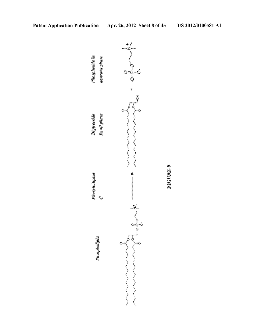 PHOSPHOLIPASES, NUCLEIC ACIDS ENCODING THEM AND METHODS FOR MAKING AND     USING THEM - diagram, schematic, and image 09