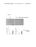 REVASCULARIZATION CELLS DERIVED FROM MONONUCLEAR CELLS, AND METHOD OF     INDUCING DIFFERENTIATION THEREOF diagram and image