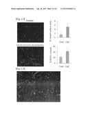 REVASCULARIZATION CELLS DERIVED FROM MONONUCLEAR CELLS, AND METHOD OF     INDUCING DIFFERENTIATION THEREOF diagram and image